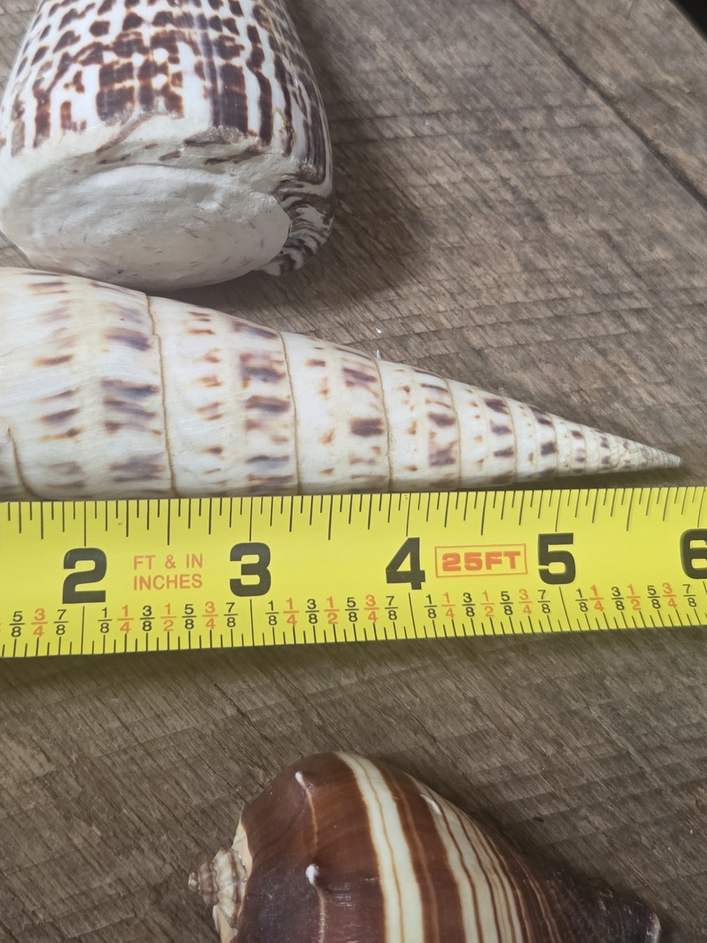 35 Assorted Natural Seashell Personal Collection - Bin R - Picture 8 of 16